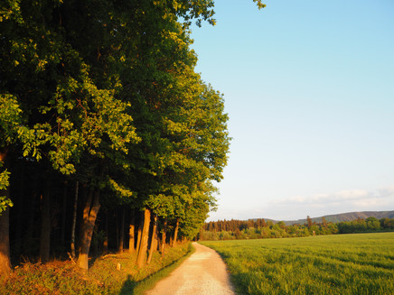 Forest and meadow path